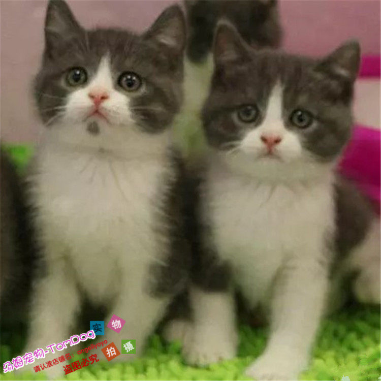 赛级英短蓝白猫宠物猫纯种英国短毛猫英短蓝白立耳折耳活体幼猫g