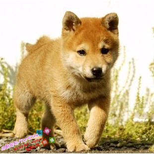 纯种日本柴犬狗狗纯种幼犬憨萌可爱皮实好养皇冠犬舍直销不掉毛g