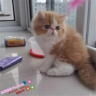 纯种异国短毛猫加菲猫家养活体幼猫宠物猫红虎斑加菲猫幼猫宠物g