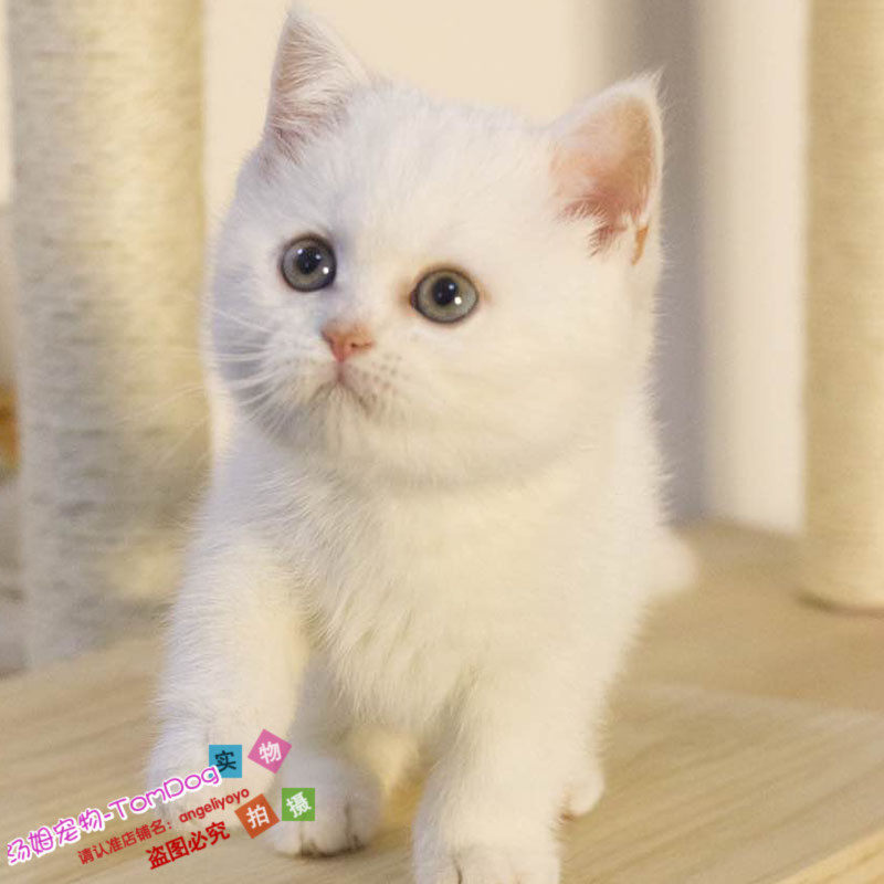 宠物幼猫活体纯种英国短毛猫纯白色英短活体宠物猫家养白色英短y