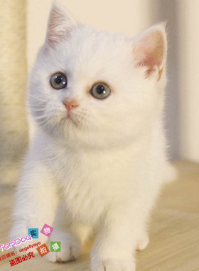 宠物幼猫活体纯种英国短毛猫纯白色英短活体宠物猫家养白色英短g