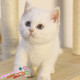 宠物幼猫活体纯种英国短毛猫纯白色英短活体宠物猫家养白色英短g