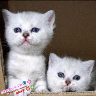 出售纯种英国短毛猫英短银渐层白色渐层色英短猫咪活体宠物猫g