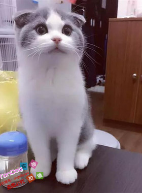 CFA猫舍家养纯种英国短毛猫英短蓝白折耳猫宠物猫活体幼猫萌宠g
