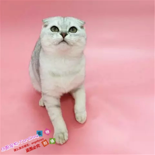 纯种猫英国短毛猫家养宠物猫咪英短银色渐层幼猫折耳猫活体小猫y