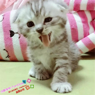 出售纯种美国短毛猫美短幼猫宠物猫活体健康包养活家养小猫咪g