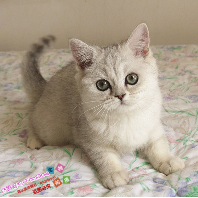 出售宠物活体纯种英国短毛猫英短银渐层大眼睛幼猫可爱e
