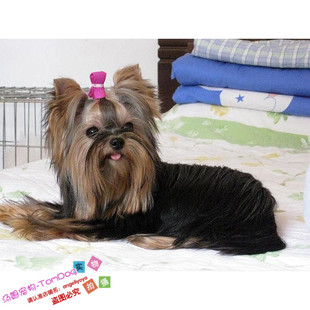 小型犬约克夏甜美长毛袖珍犬迷你小体玩赏犬玩物金头钢背家养g