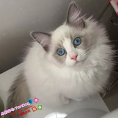 布偶猫活体布偶猫纯种布偶猫双色布偶猫舍布偶猫幼猫活体g