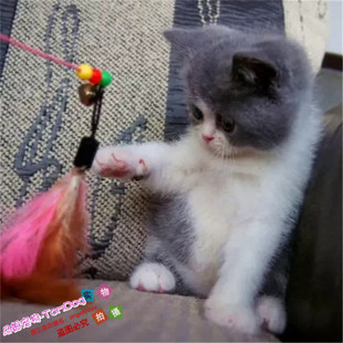 赛级英短蓝猫宠物纯种英短幼猫活体英短蓝白纯种英短猫活体猫g