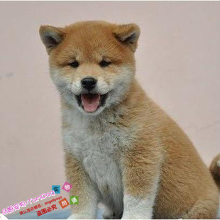 纯种赛级赤色日本柴犬幼犬活体狗狗纯种双血统带证书家养出售g