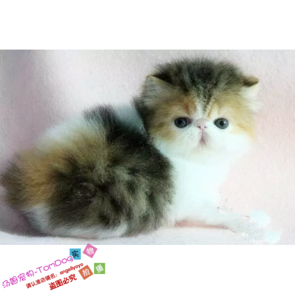 上海猫舍加菲猫幼猫异国短毛猫家养纯种加菲幼猫活体加菲猫母猫e