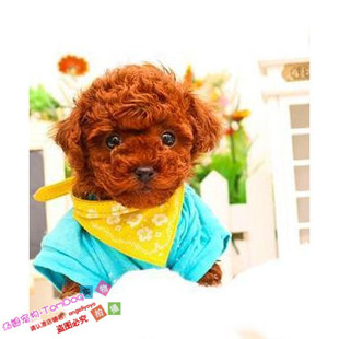 赛级红泰迪幼犬茶杯长不大的泰迪狗玩具型迷你赛级灰色贵宾26g