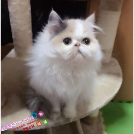 长毛波斯猫幼猫活体梵文波斯猫加菲猫短毛猫纯种波斯猫e