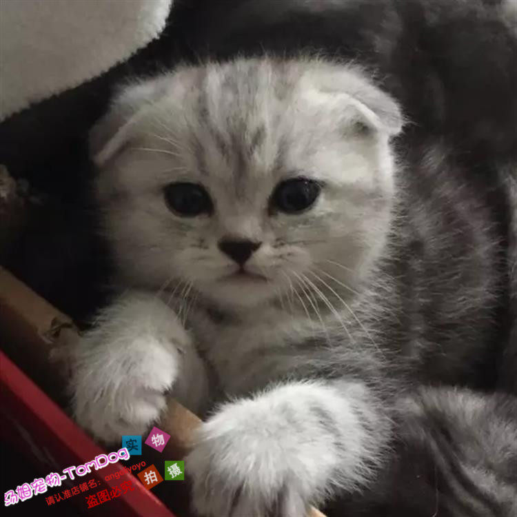 上海本地猫舍出售纯种美短银虎斑宠物猫活体美国短毛猫幼猫折耳g