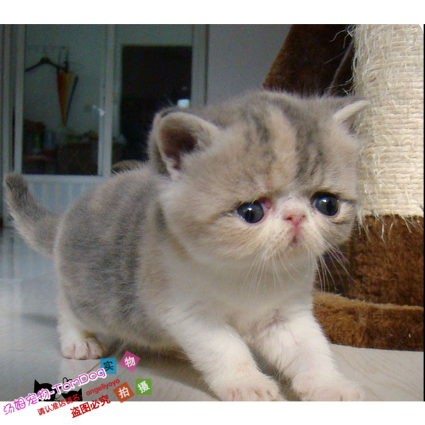 加菲猫宠物猫咪异国短毛猫家养纯种短毛/幼猫活体三花梵妹妹o