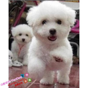 纯种法国卷毛比熊犬幼犬茶杯犬迷你型家养赛级白色狗幼狗比熊犬g