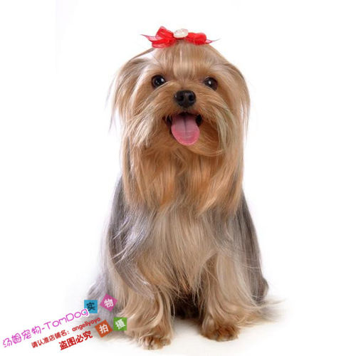 纯种赛级约克夏梗约克夏幼犬活体长毛犬约克夏小狗家养小型犬g