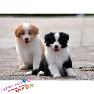 赛级纯种边境牧羊犬幼犬活体边牧狗狗双血统高智商宠物狗出售g