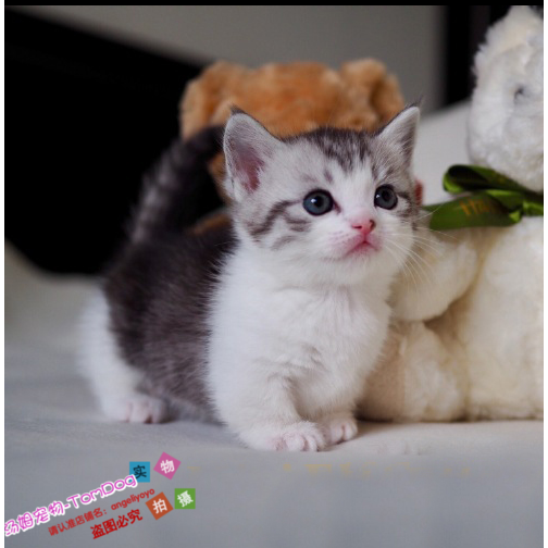 宠物活体纯种美国短毛猫标斑虎斑美短加白立耳幼猫出售e