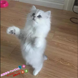出售金吉拉幼猫长毛猫纯种家养金吉拉宠物猫金吉拉幼猫活体猫咪y