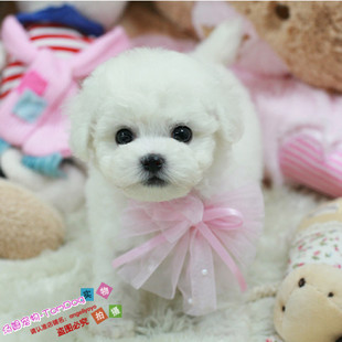 出售法国纯种比熊幼犬迷你小体比熊犬茶杯犬小型犬宠物狗狗BX6g