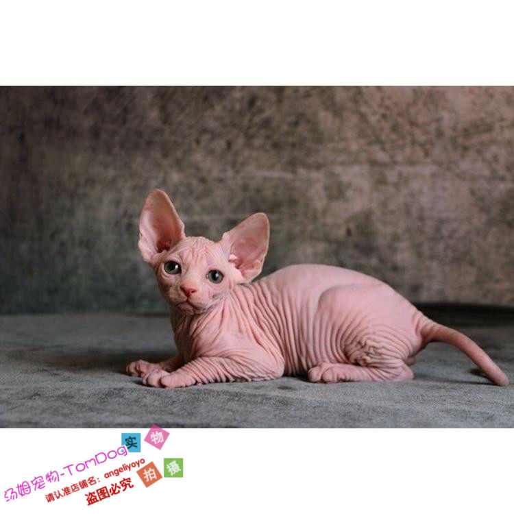 纯种CFA加拿大无毛猫活体美系斯芬克斯猫纯色蓝眼幼猫宠物猫g,宠物/宠物食品及用品,猫咪,淘宝优惠券,粉丝福利购,淘宝优惠卷