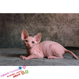 纯种CFA加拿大无毛猫活体美系斯芬克斯猫纯色蓝眼幼猫宠物猫g