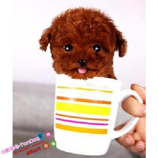 赛级红泰迪幼犬茶杯长不大的泰迪狗玩具型迷你赛级灰色贵宾3g