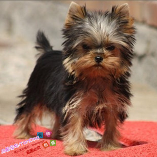 纯种迷你茶杯体约克夏梗幼犬出售/三针疫苗全有证书/韩国约克夏g