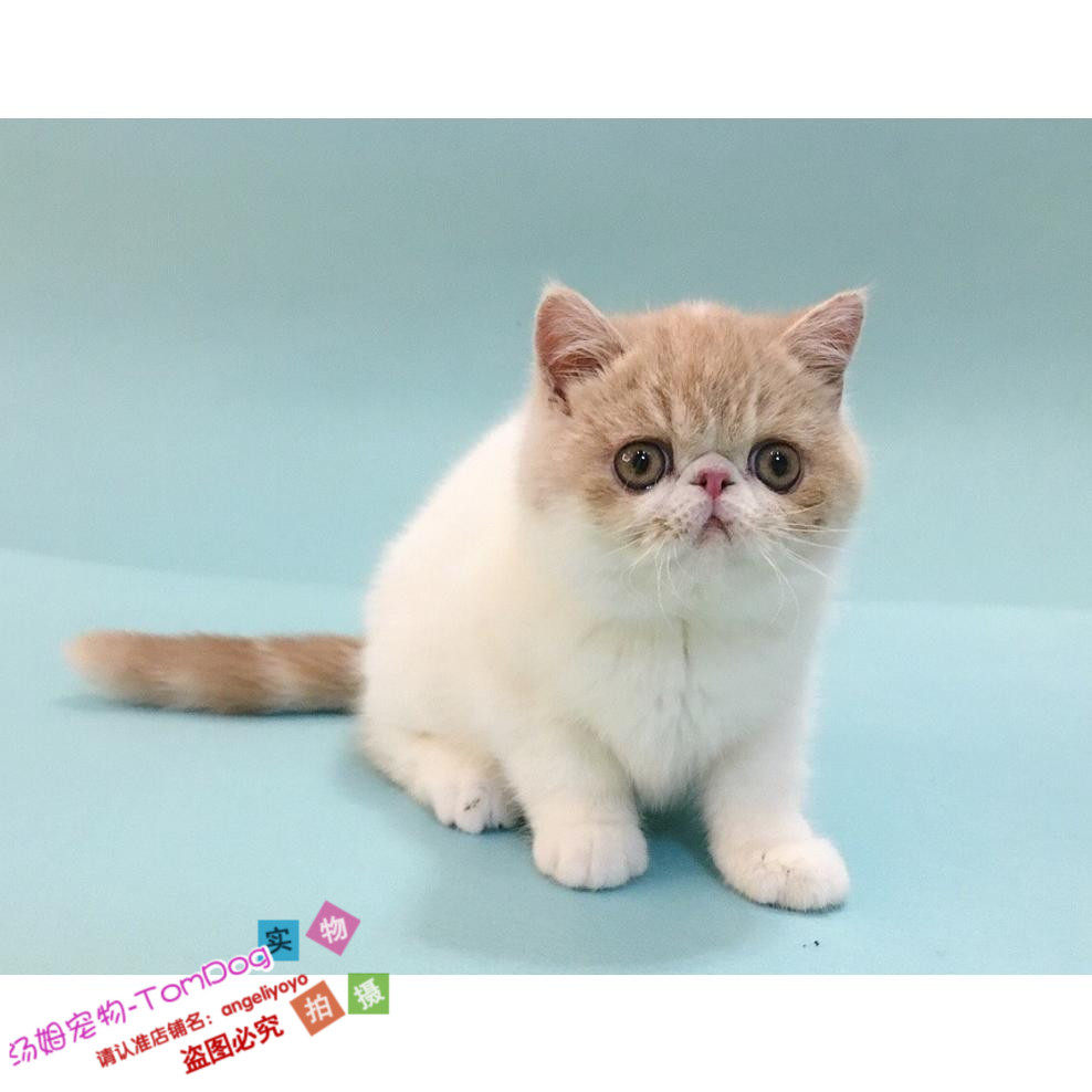 家养出售家菲猫纯种异国短毛猫纯种加菲猫宠物猫活体幼猫加菲猫g,宠物/宠物食品及用品,猫咪,淘宝优惠券,粉丝福利购,淘宝优惠卷