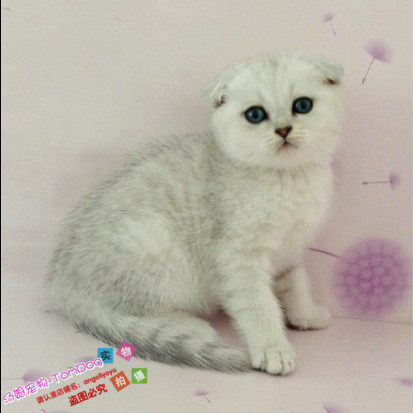 出售英短银渐层英国短毛猫渐层折耳猫宠物猫渐层活体幼猫纯种g,宠物/宠物食品及用品,猫咪,淘宝优惠券,粉丝福利购,淘宝优惠卷