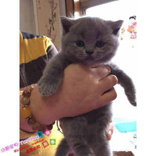 英国短毛猫幼猫英短蓝猫宠物猫英短猫咪活体灰色蓝猫幼猫立耳猫g