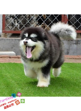 纯种活体巨型阿拉斯加雪橇犬幼犬烟灰色桃脸熊版巨大阿拉斯加54g