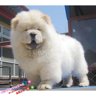 出售家养宠物狗狗纯种肉嘴松狮犬幼犬活体迷你白色松狮犬紫舌头g