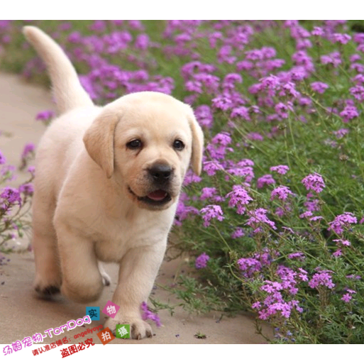 赛级双血统纯种拉布拉多幼犬狗狗憨萌可爱聪明听话温驯乖巧g