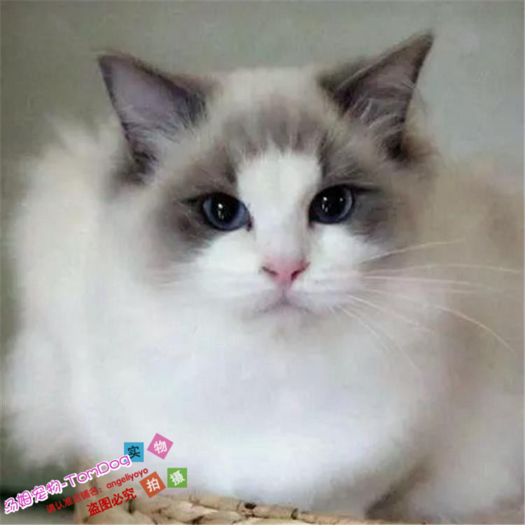 美国布偶活体纯种长毛猫