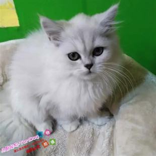 出售低价宠物猫纯家养金吉拉幼猫活体纯种金吉拉猫幼猫活猫崽g