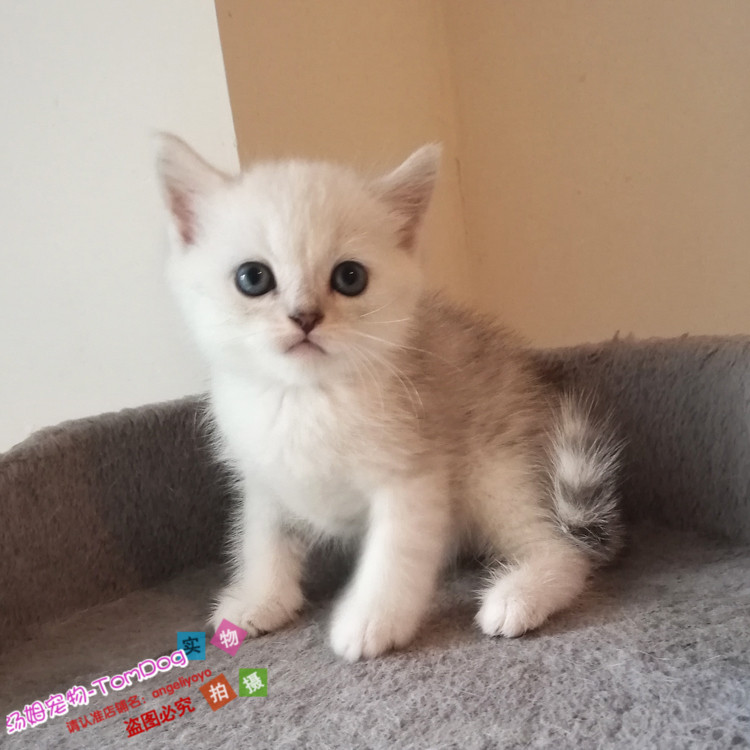 英短银渐层绿眼猫咪活体英国短毛猫宠物小猫咪活体幼猫纯种渐层y