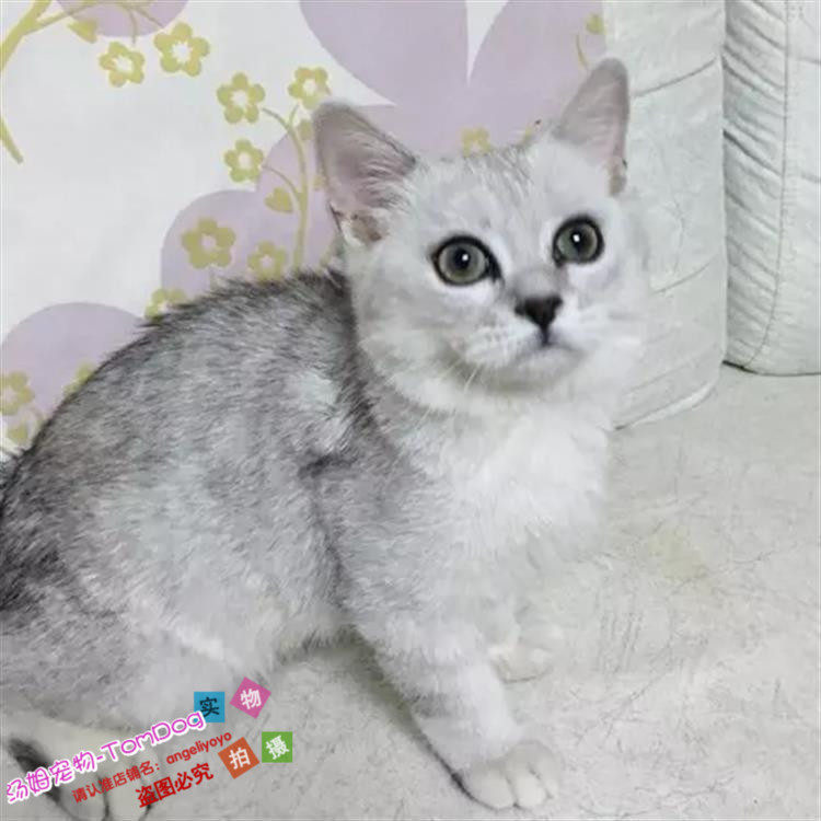 纯种出售英国短毛猫英短银渐层纯种渐层幼猫英短渐层活体宠物猫g,宠物/宠物食品及用品,猫咪,淘宝优惠券,粉丝福利购,淘宝优惠卷