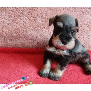 出售纯种小型迷你雪纳瑞犬活体宠物狗狗雪纳瑞幼犬白胡子老头狗g