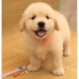 出售宠物狗狗纯种金毛寻回犬大头金毛犬金毛幼犬活体家养赛级犬g