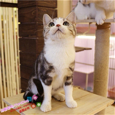 赛级出售纯种美国短毛猫活体家养美短加白标斑虎斑幼猫宠物猫咪g
