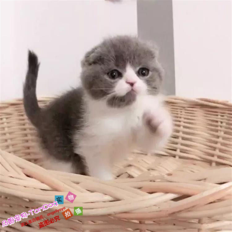 出售英短猫宠物猫纯种英国短毛猫英短蓝白折耳活体幼猫蓝白双色g,宠物/宠物食品及用品,猫咪,淘宝优惠券,粉丝福利购,淘宝优惠卷