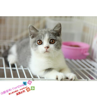 纯种英国短毛猫蓝猫英短蓝白浅三花乳白净梵文英短猫活体幼猫g