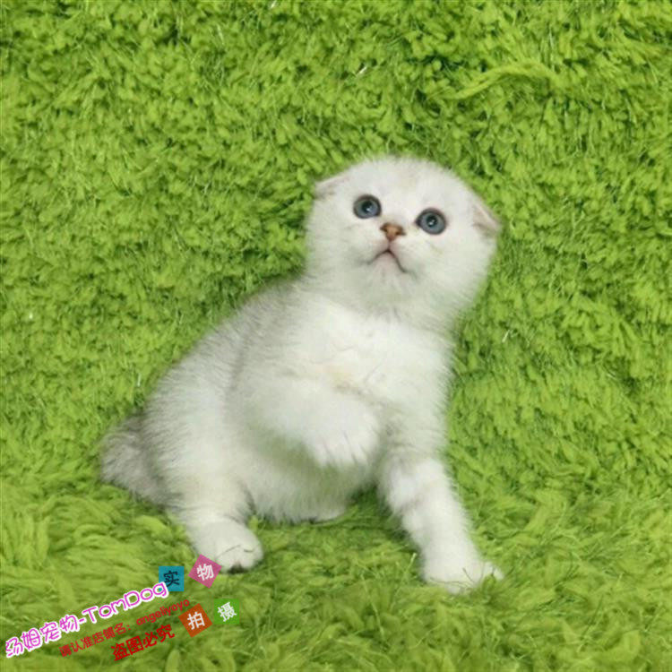 出售纯种英国短毛猫英短渐层活体渐层立耳折耳幼猫幼崽宠物猫g,宠物/宠物食品及用品,猫咪,淘宝优惠券,粉丝福利购,淘宝优惠卷