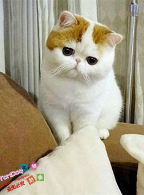 纯种活体黄白异国短毛猫