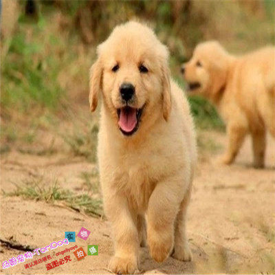 活体纯种金毛幼犬金毛宠物狗狗公母都有血统纯正公母都有g
