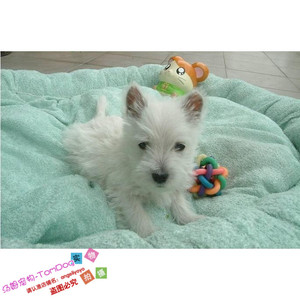 家养实体店保障西高地白梗幼犬活体宠物狗活泼听话不掉毛g