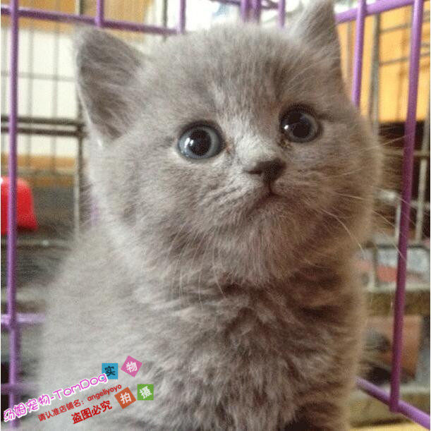家养繁育香槟色英短幼猫英国短毛猫幼猫活体大骨量蓝猫英短蓝猫y
